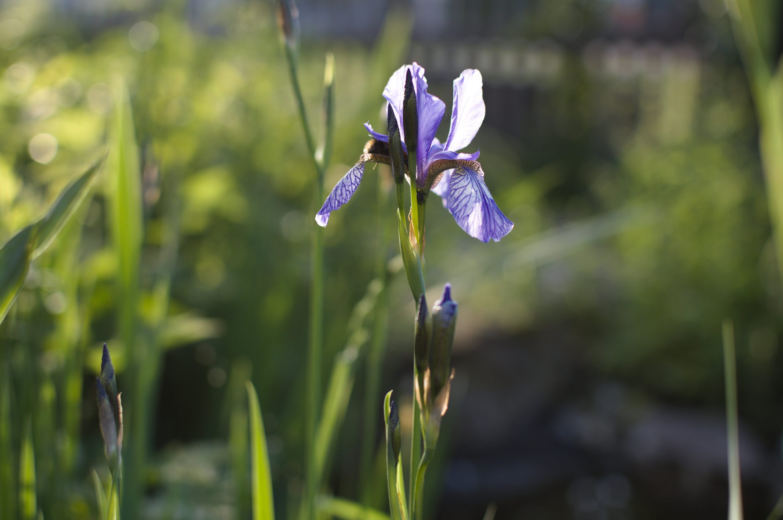Nurturing Irises: When is the Best Time to Fertilize?