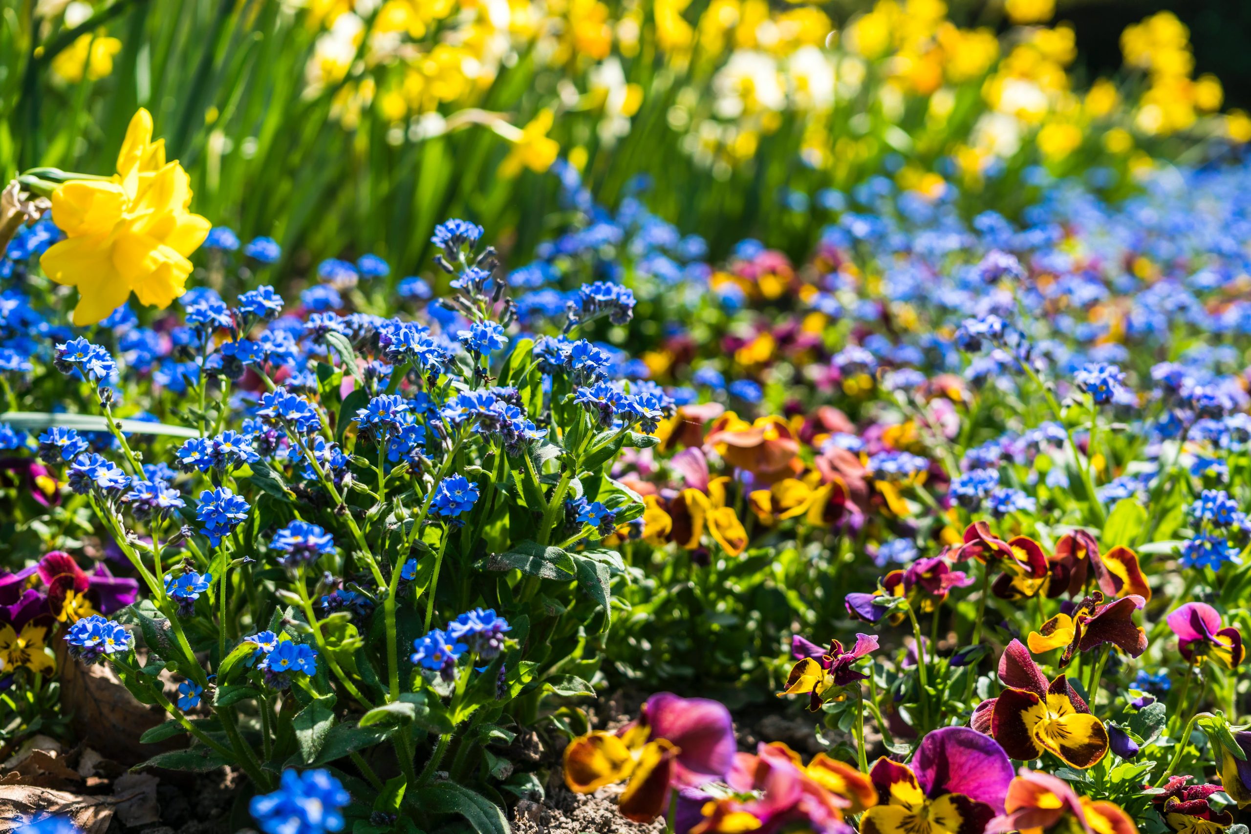 Unveiling the Power of 20-20-20 Fertilizer: A DIY Homeowner’s Guide