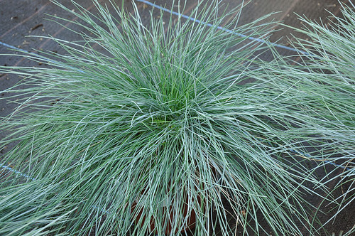 Festuca glauca