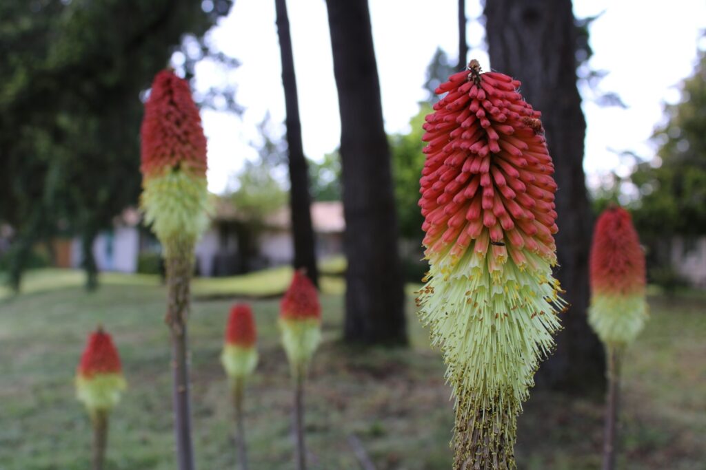 a bunch of flowers that are in the grass
