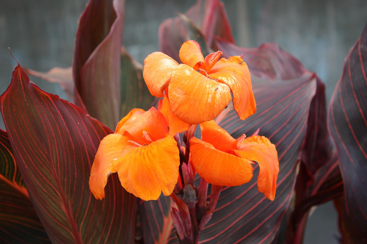 Summer in Full Bloom: How to Create Stunning Flower Arrangements for Outdoor Containers