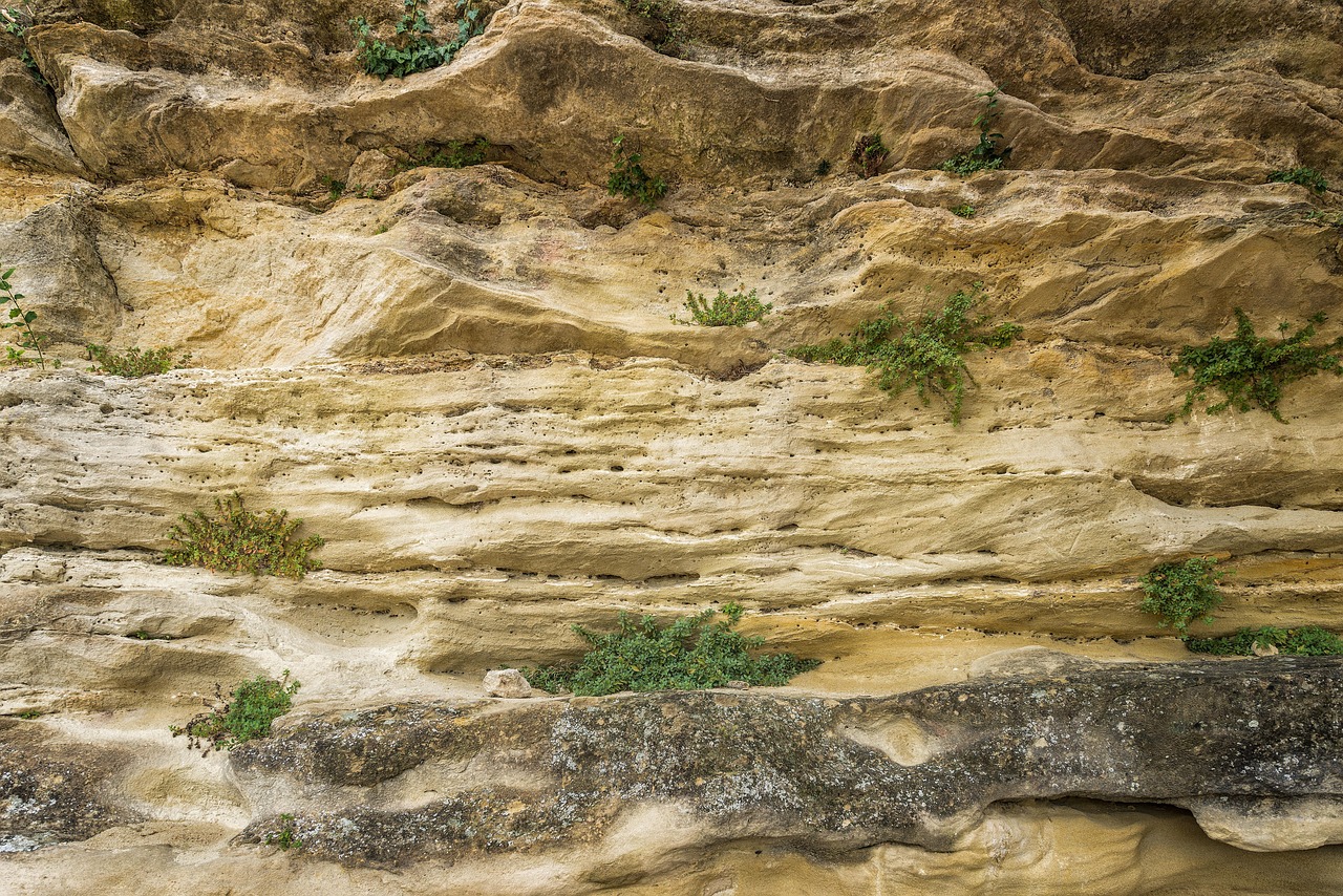 Unlocking Silty Soil: The Ultimate Guide to Thriving Gardens in Moisture-Rich Landscapes