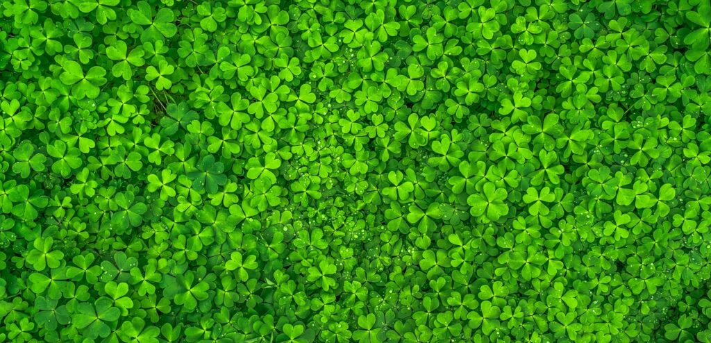 leaf, clover, green, shamrock, spring, abstract, plants, morning, good luck, texture, pattern, clover, clover, green, green, green, nature, green, green, shamrock, spring, spring, abstract, pattern