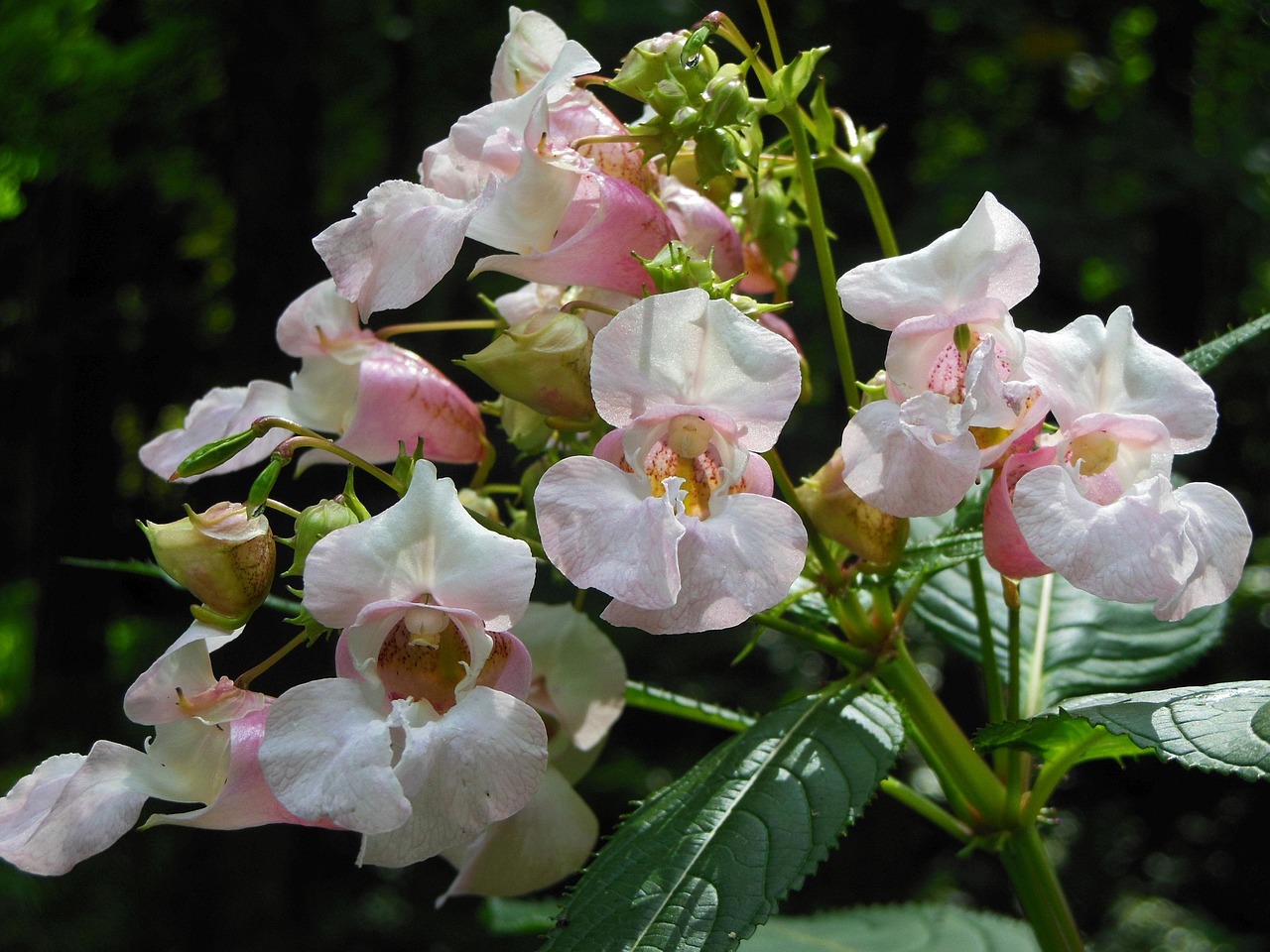 Best Plants for Planter Boxes in the Shade