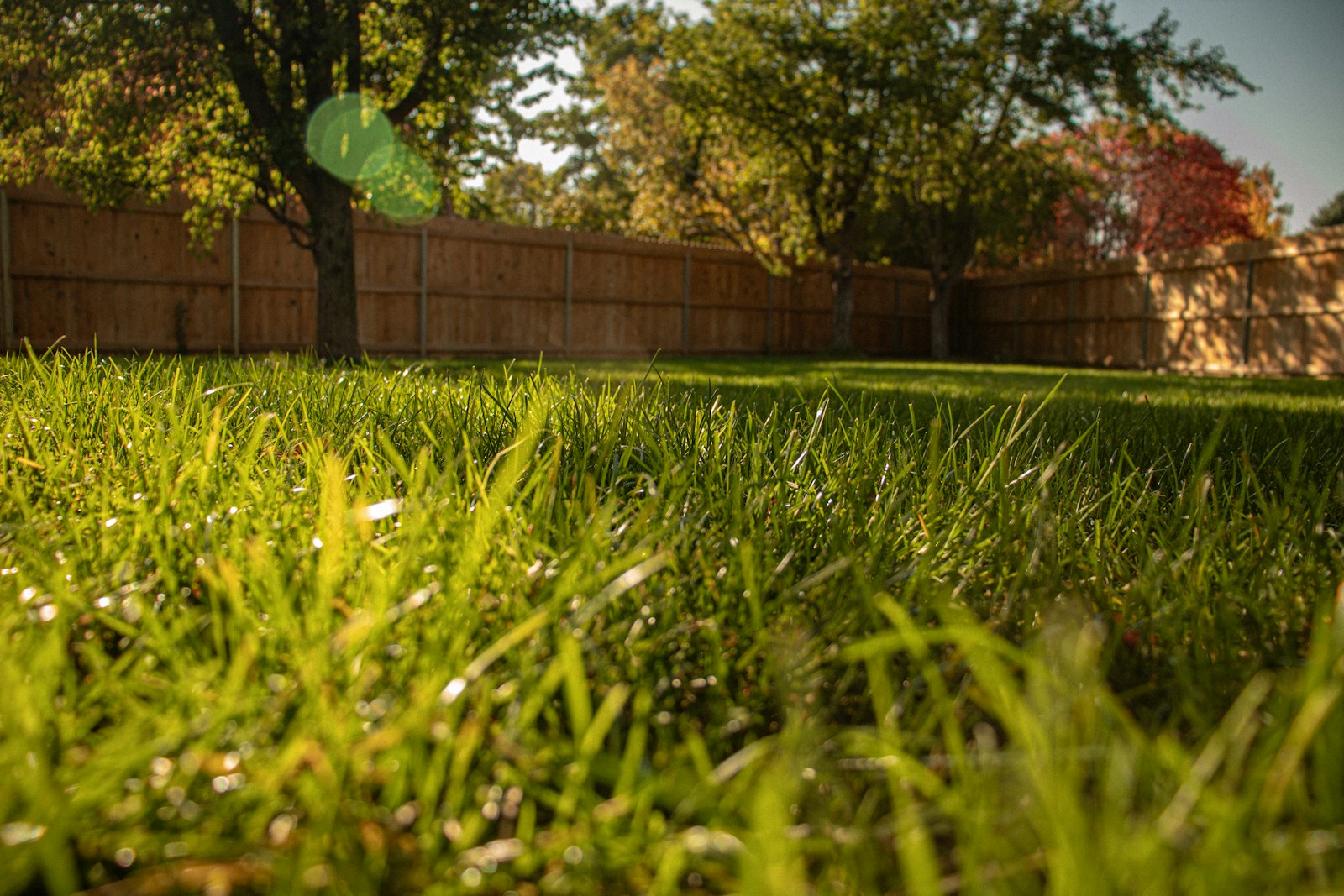 Is Milorganite the Holy Grail of Fertilizers, or Just Another Garden Myth?