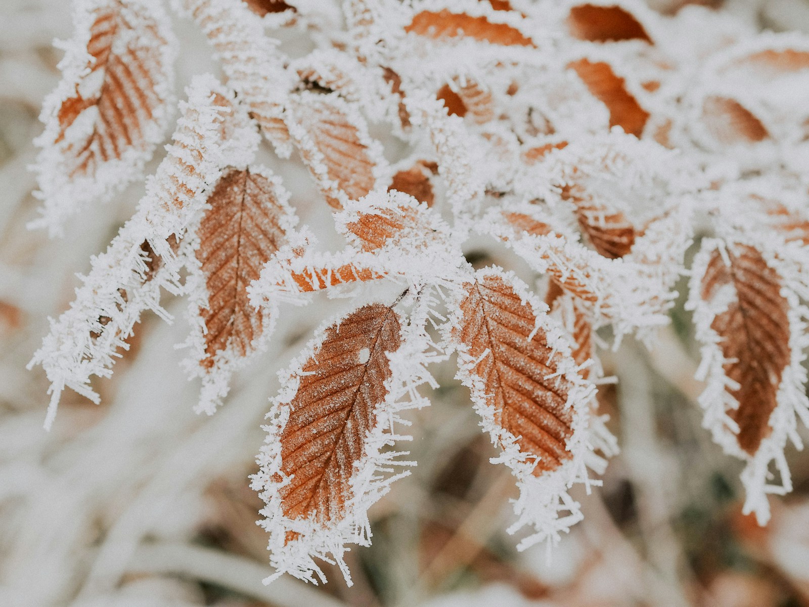 How to Protect Your Plants from Frost (Without Turning Your Garden Into a Blanket Fort)