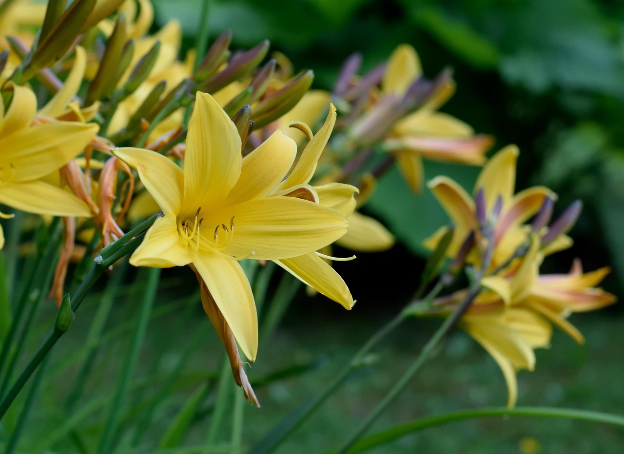 lily, daylily, nature, sword lily, yellow, garden, close up, daylily, daylily, daylily, daylily, daylily