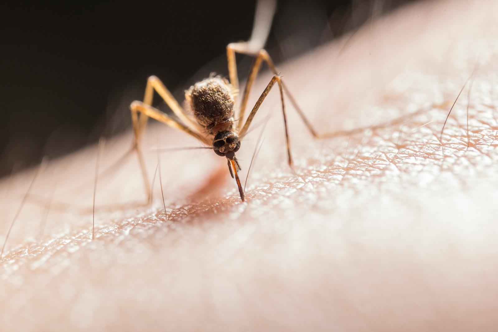 7 Plants That Naturally Repel Mosquitoes