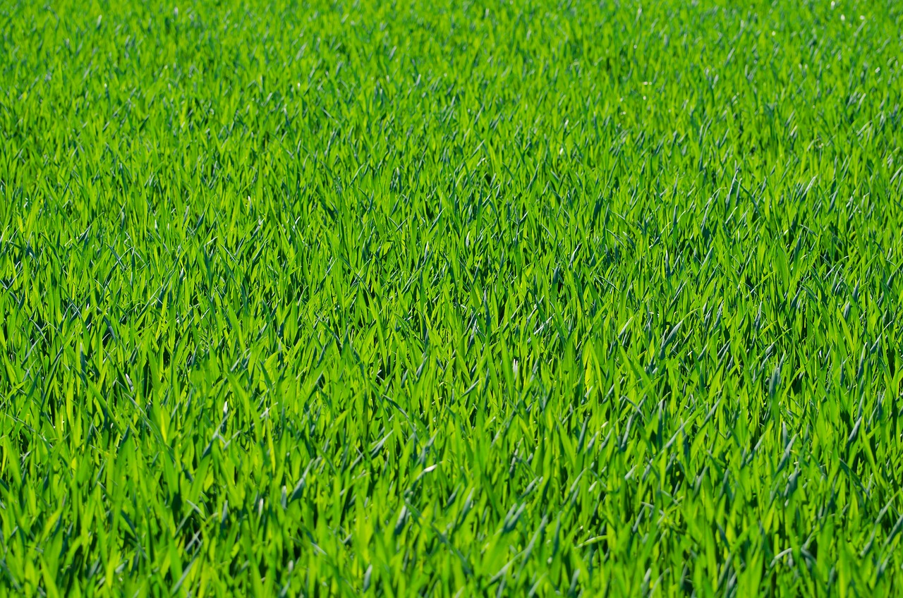 Triple Super Phosphate: A Key Fertilizer for Your Lawn’s Health