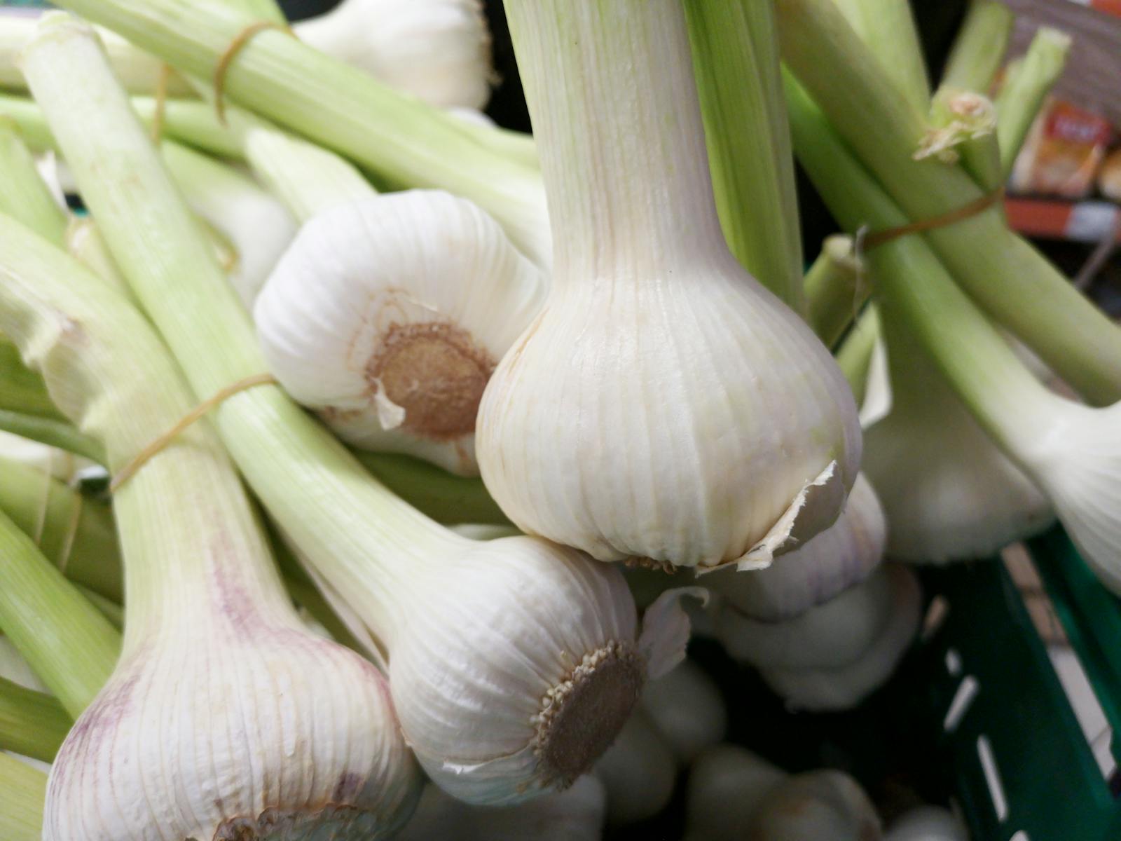 How to Grow Garlic: A Step-by-Step Guide for Beginners