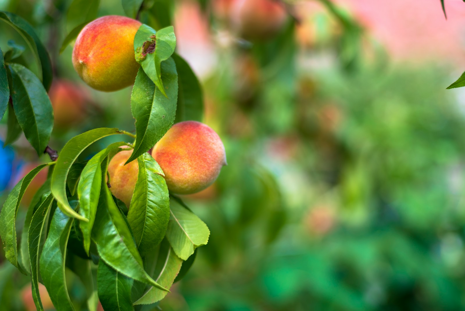 Understanding Peach Tree Pollination