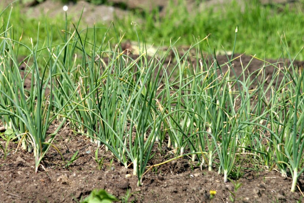 garlic, vegetable, vegetable garden, nature, bed, greens, harvest, seasoning, spicy, plant, flora, vegetables, land, garlic, garlic, garlic, garlic, garlic, vegetable garden