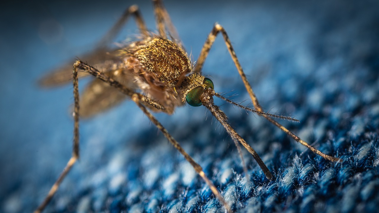 How to Keep Mosquitoes from Taking Over Your Yard: A Guide to Winning the War