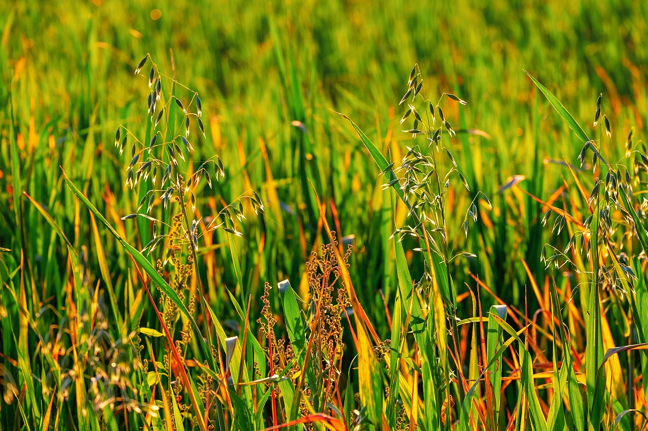 The One Secret to a Weed-Free Lawn This Spring (And It’s Easier Than You Think!)