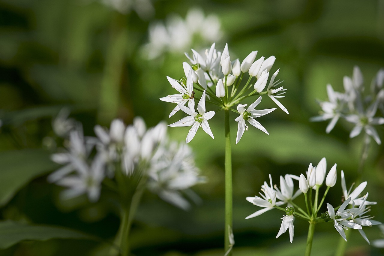 wild garlic, forest, plant, meal, white, fresh, bio, nature, garlic, healthy, onion, wild garlic, wild garlic, wild garlic, wild garlic, wild garlic