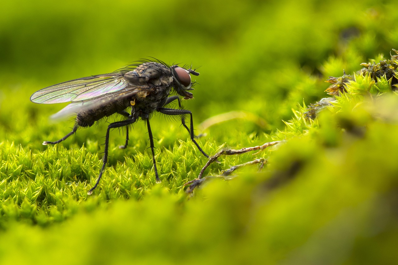 fly, insect, moss, compound eyes, blowfly, hair, green, entomology, fly, fly, fly, fly, fly