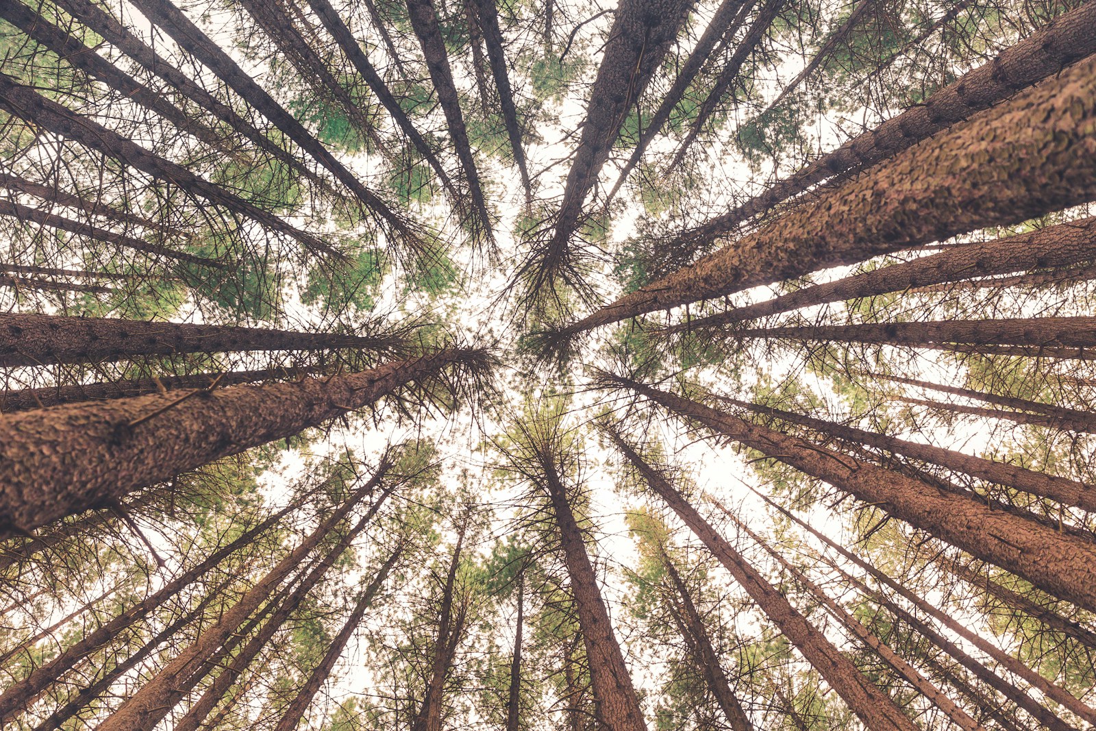 Low angle view of pine tree canopy.