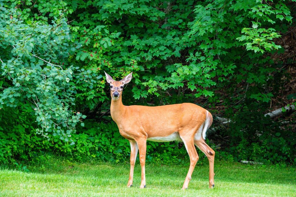 deer, whitetail, wildlife, forest, nature, outdoors, doe, brown, young, woods, landscape, southborough, massachusetts, mohan, nannapaneni, usa, green forest, green landscape, deer, whitetail, whitetail, whitetail, whitetail, whitetail, massachusetts, massachusetts, massachusetts