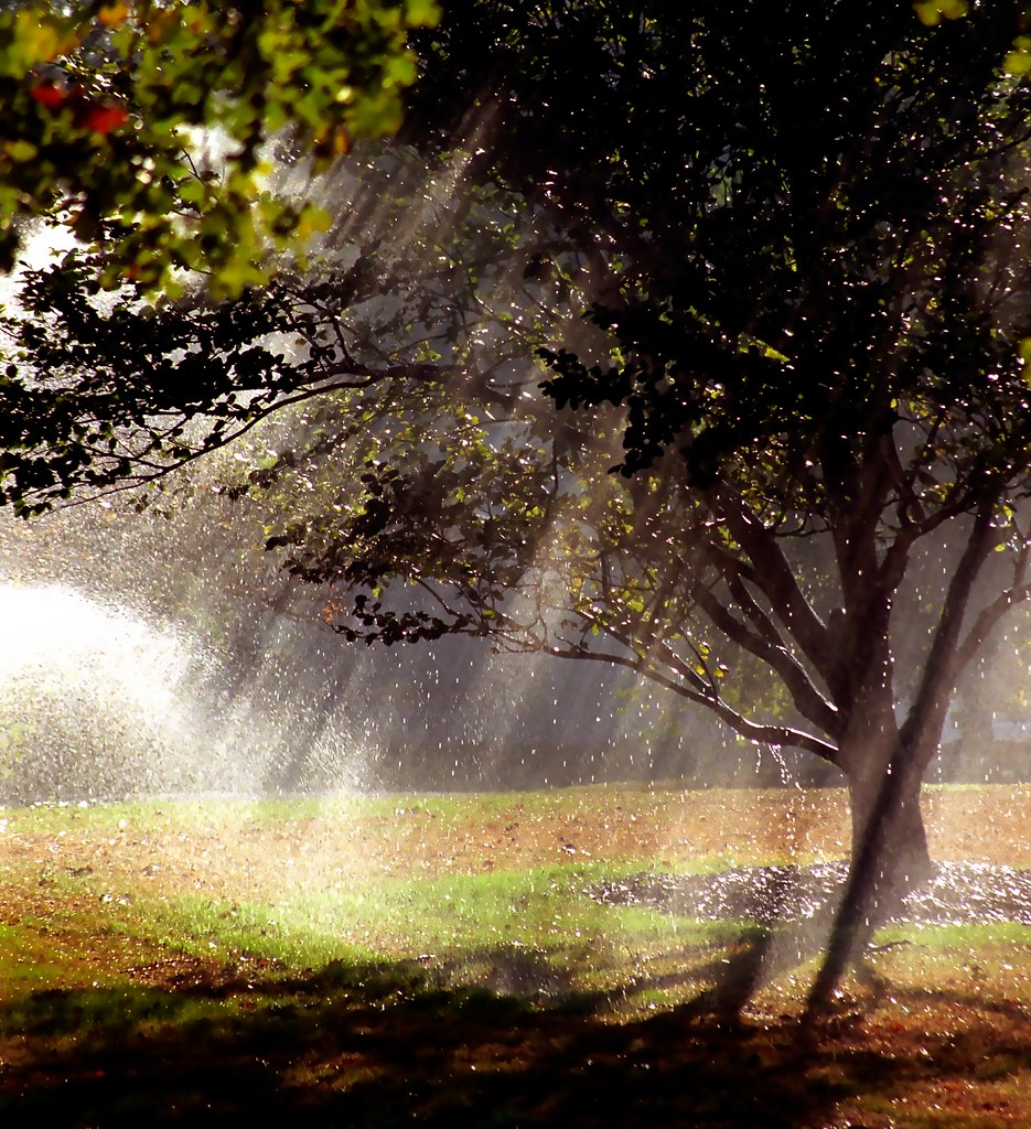 Can I Water the Lawn When It’s Sunny Out?