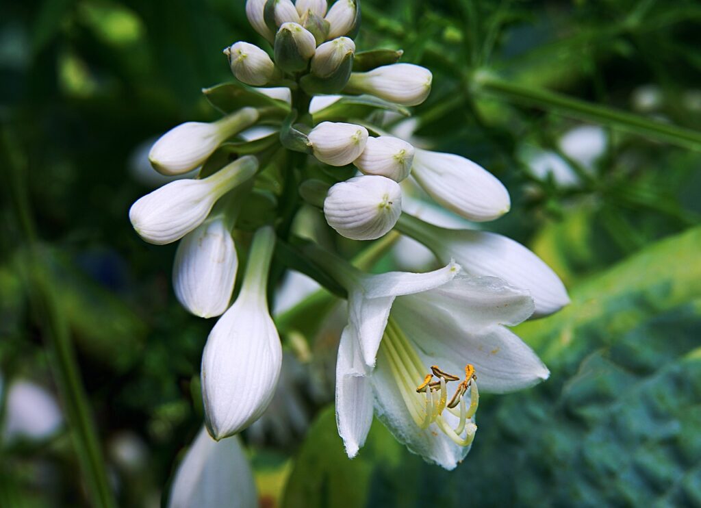 hosta, buds, flower wallpaper, blossom, garden, white, flower, bloom, hosta, hosta, nature, hosta, flower background, beautiful flowers, hosta, hosta