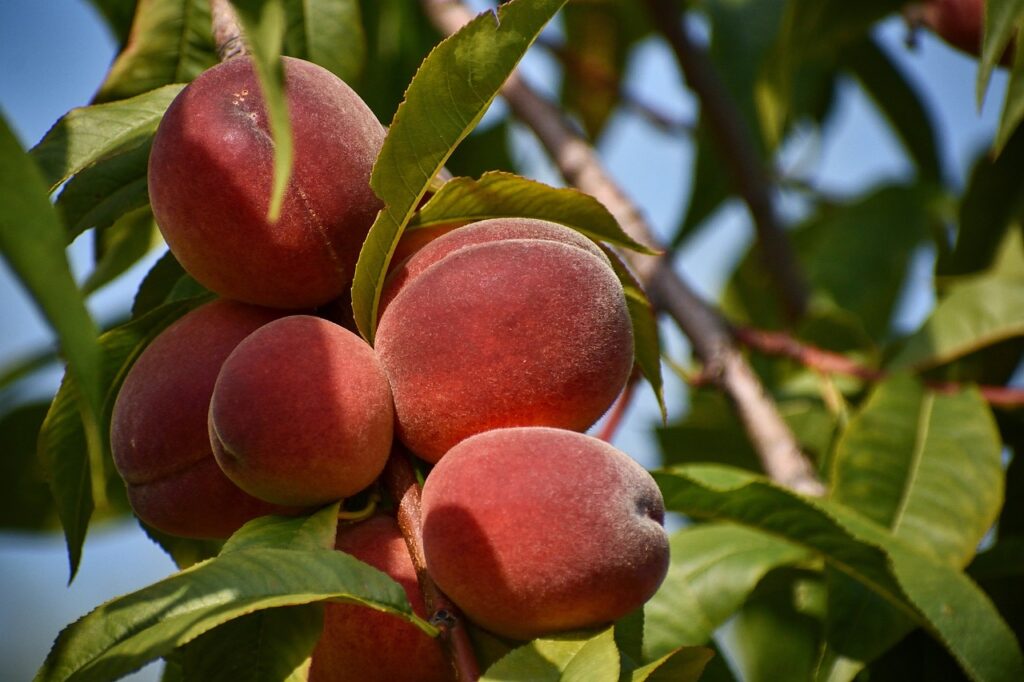 peach, tree, fruit, mature, garden, peach, peach, peach, nature, peach, peach