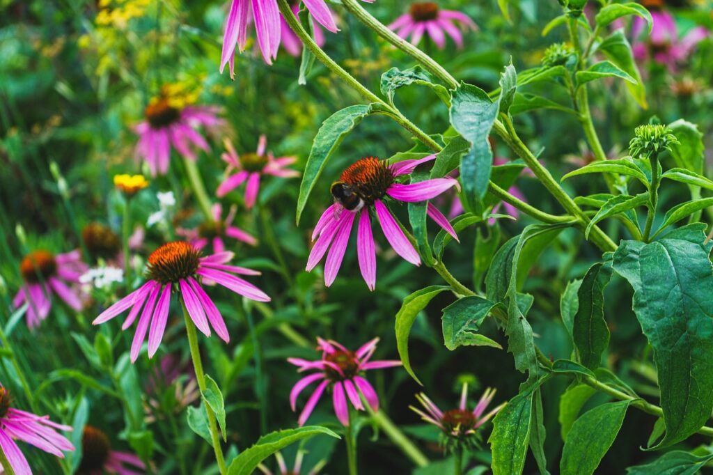 flowers, petals, flower background, leaves, foliage, beautiful flowers, plants, nature, magnus, sunhead, flower wallpaper, garden, botany, botanical