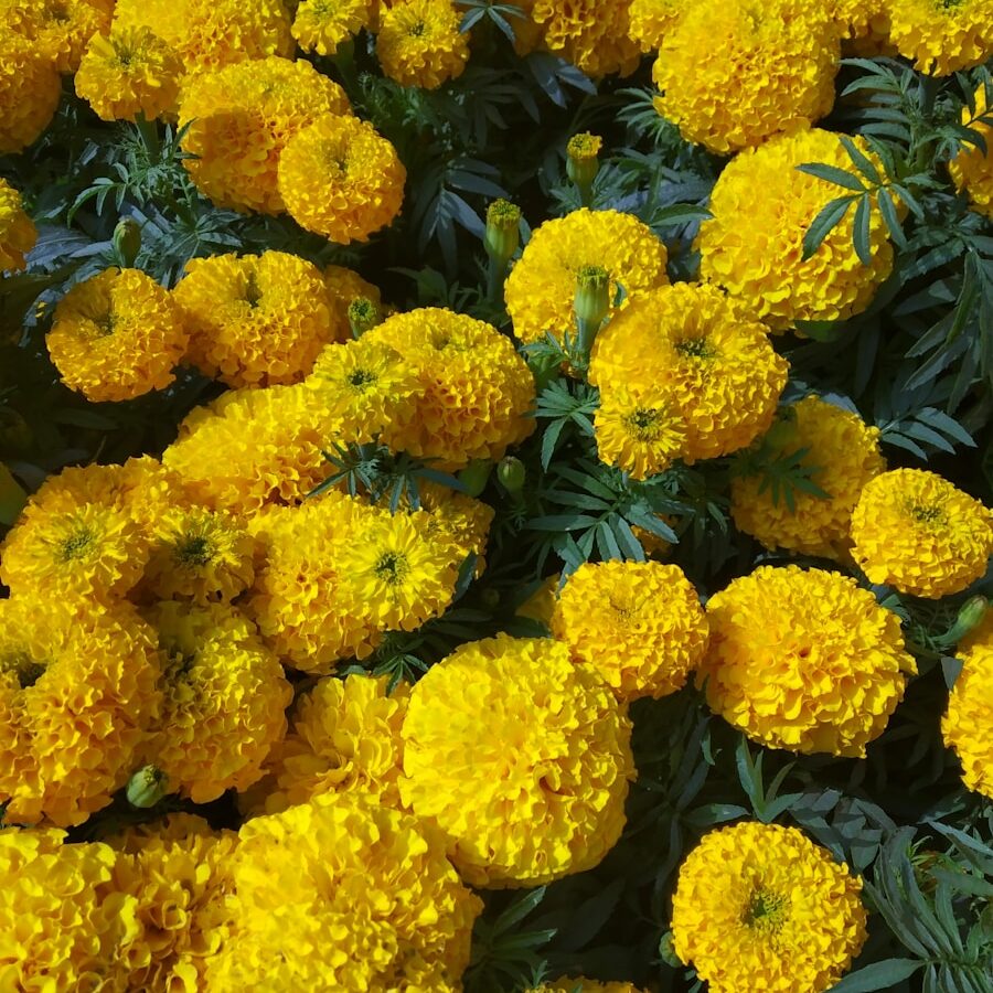 Marigolds