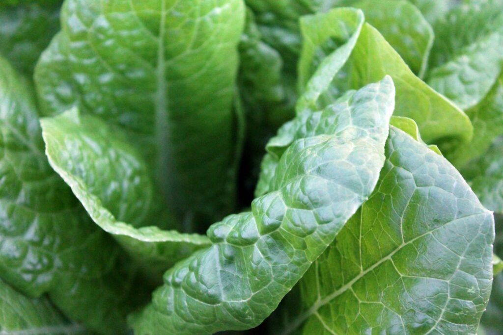 closeup photo of green leaves