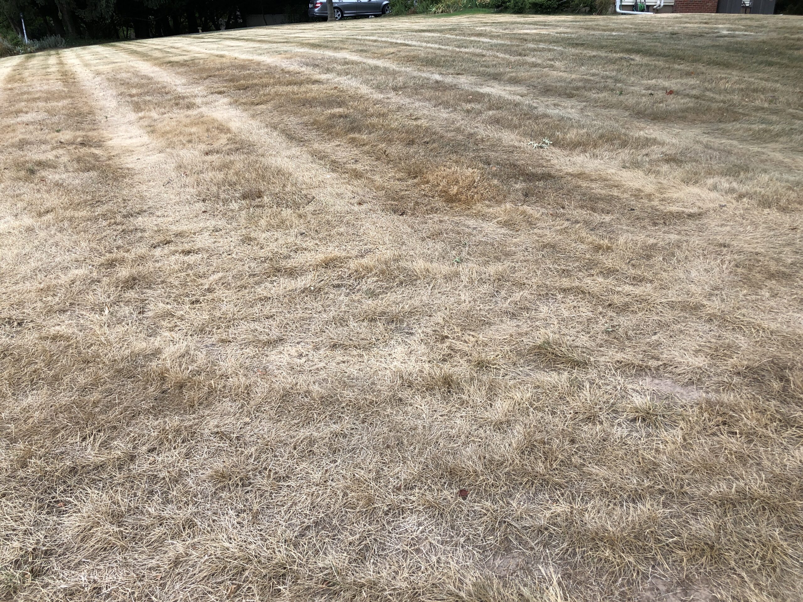 Beat the Heat: Rescue Your Summer Lawn with These Science-Backed Hacks