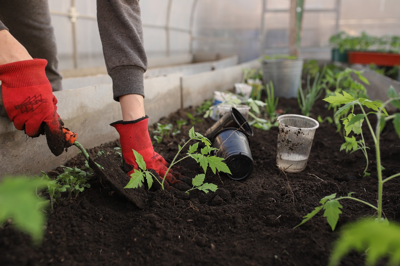 Summer Garden Maintenance Tips: Keeping Your Garden Cool (and Your Sanity Cooler)
