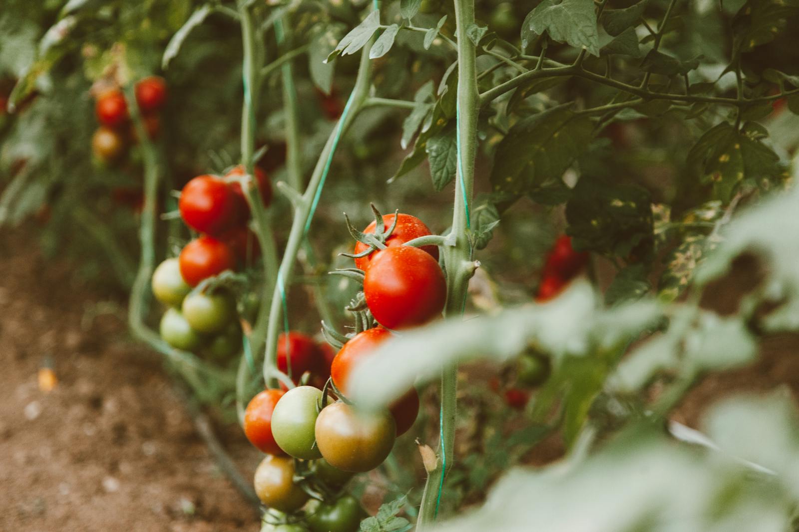Best Companion Plants for Tomatoes
