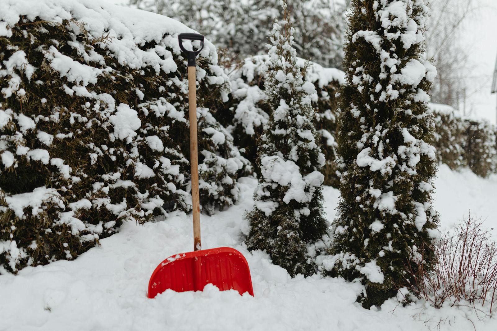 Does My Arbor Vitae Need a Winter Coat?