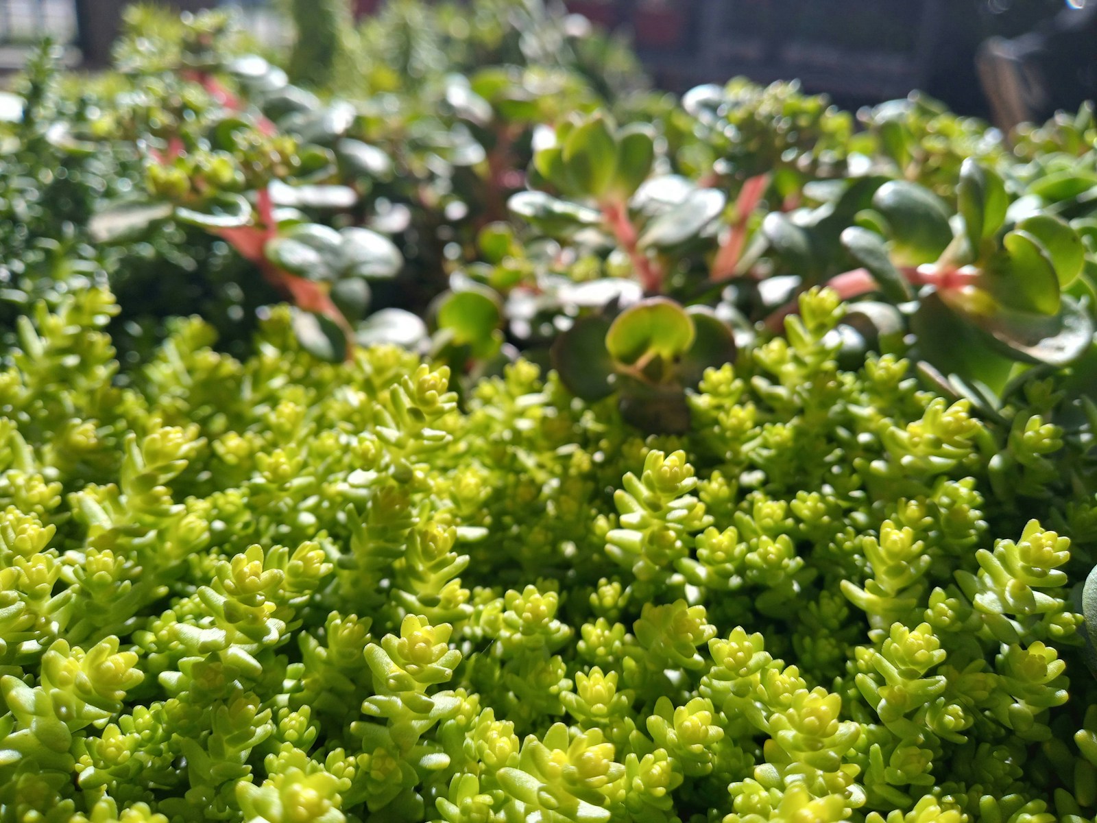 Top 10 Drought-Tolerant Plants for a Water-Efficient Garden