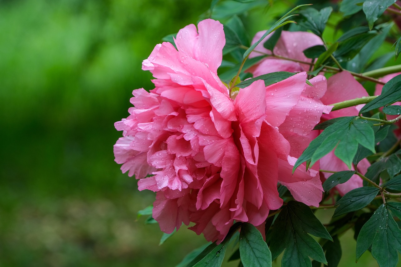 Divide and Flourish: The Complete Guide to Splitting Peony Plants for Bountiful Blooms