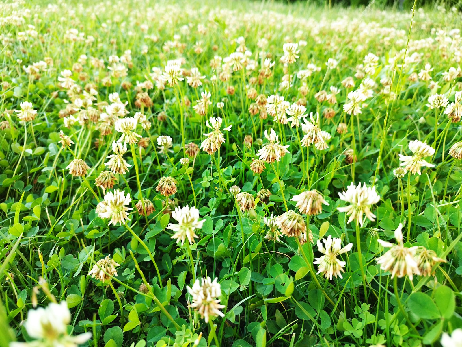 The Ultimate Guide to Clover Grass Seed and Clover as a Groundcover