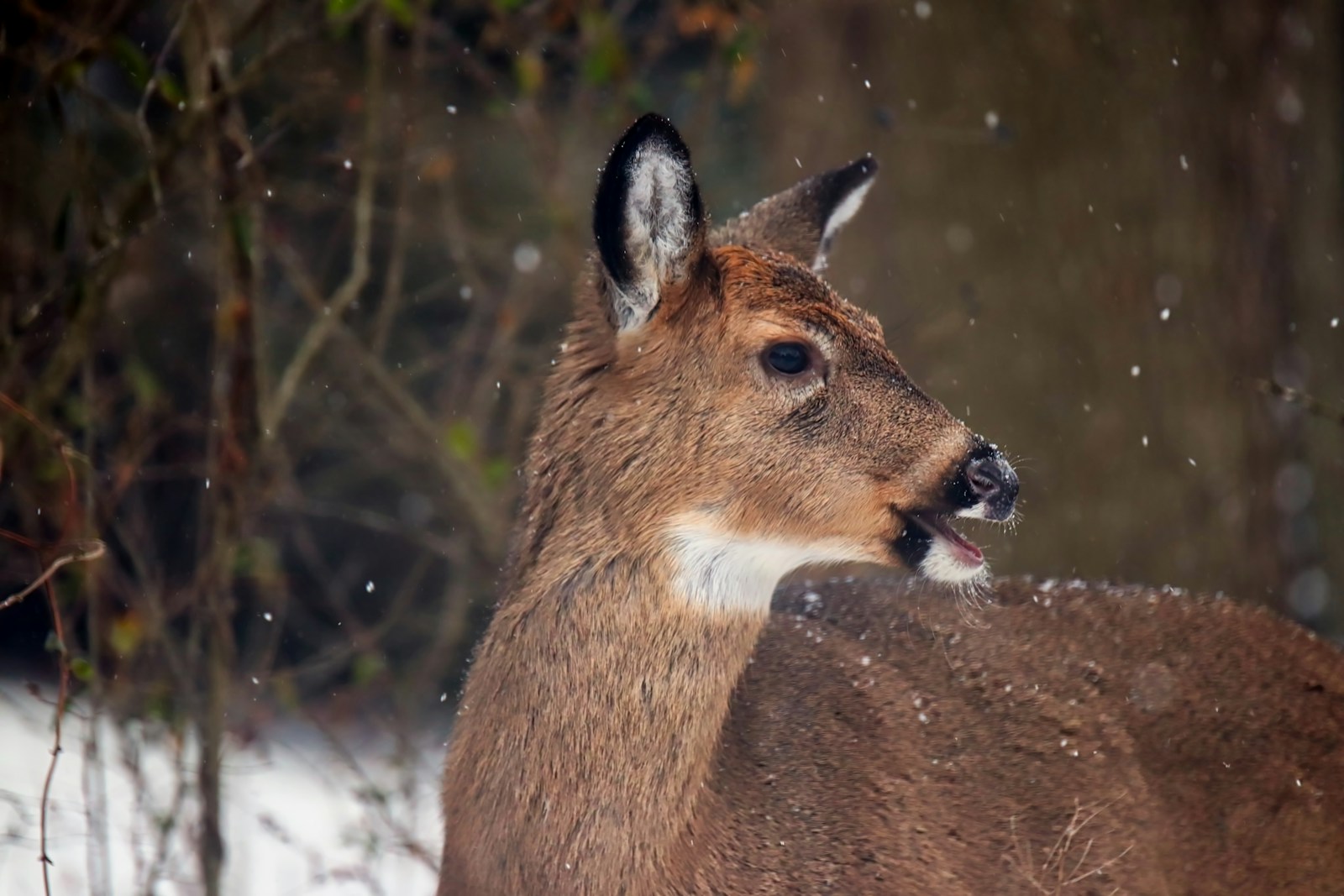 Milorganite as a Deer Repellent: A Natural Solution for Your Landscape