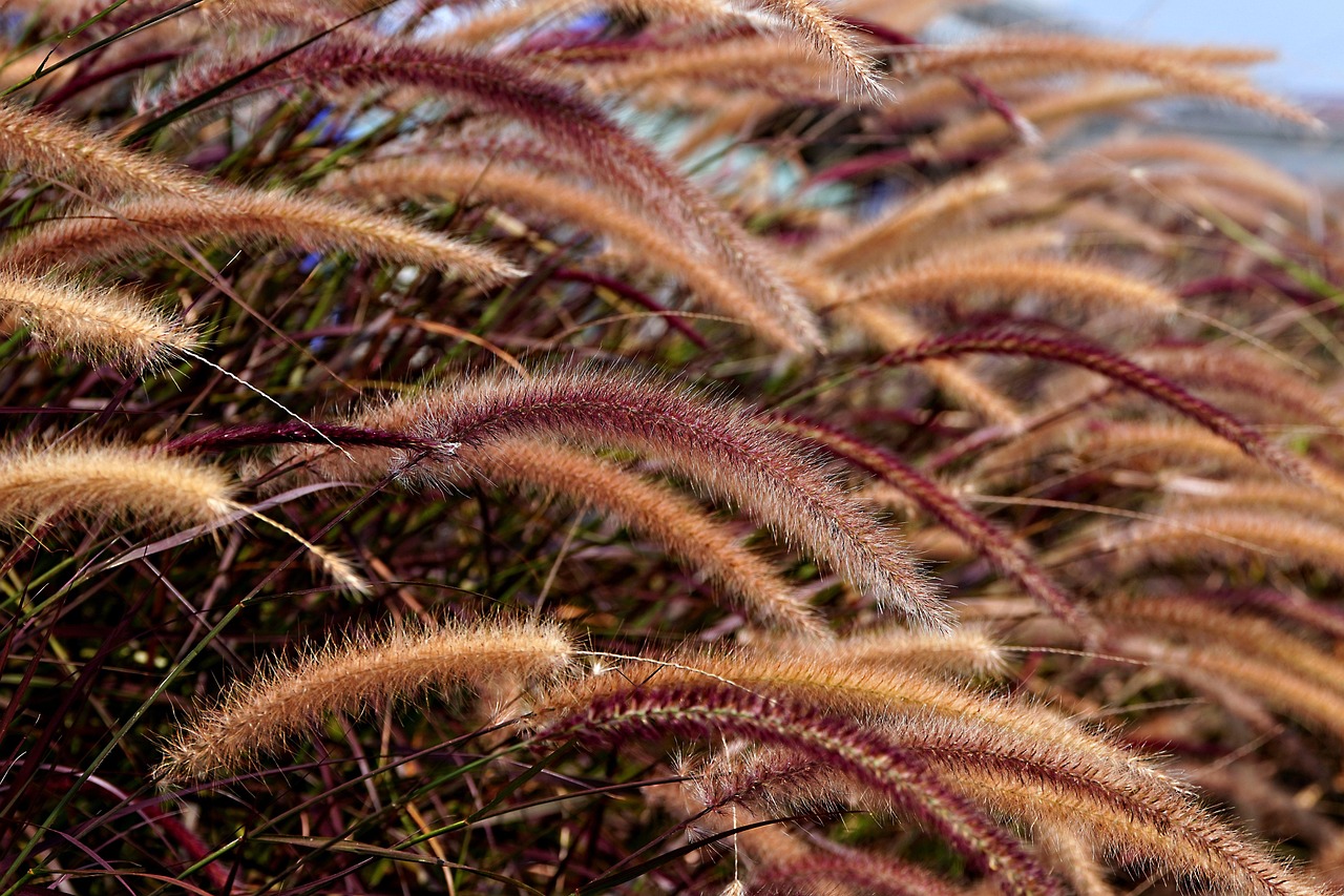 Split and Flourish: The Ultimate Guide to Dividing Ornamental Grasses for a Thriving Landscape