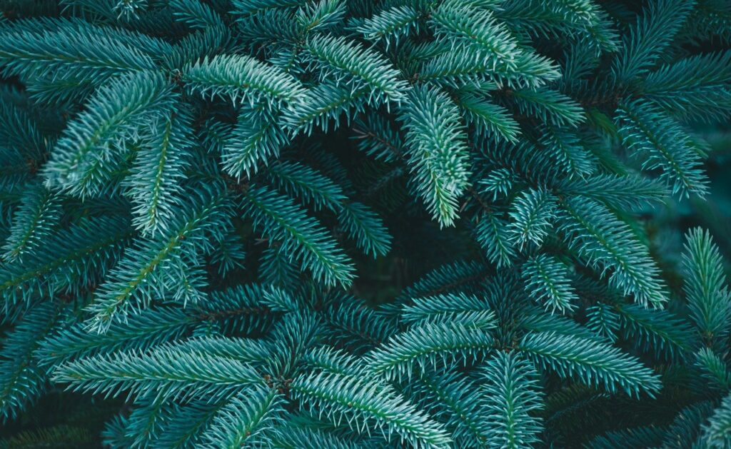 spruce, leaves, tree, conifers, branches, needles, blue, plant, wildlife, nature, plant, plant, plant, plant, plant, nature, nature, nature, nature