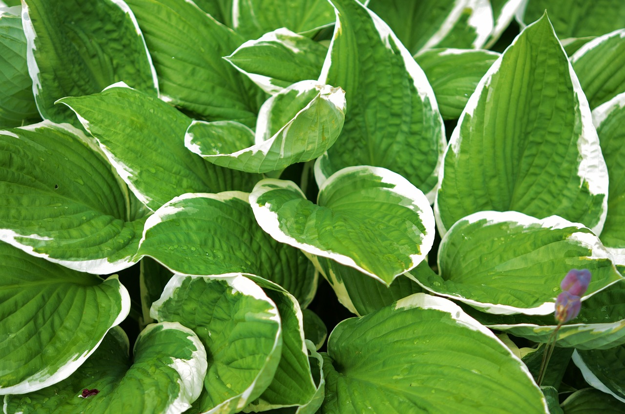 Split or Not to Split? The Great Hosta Debate
