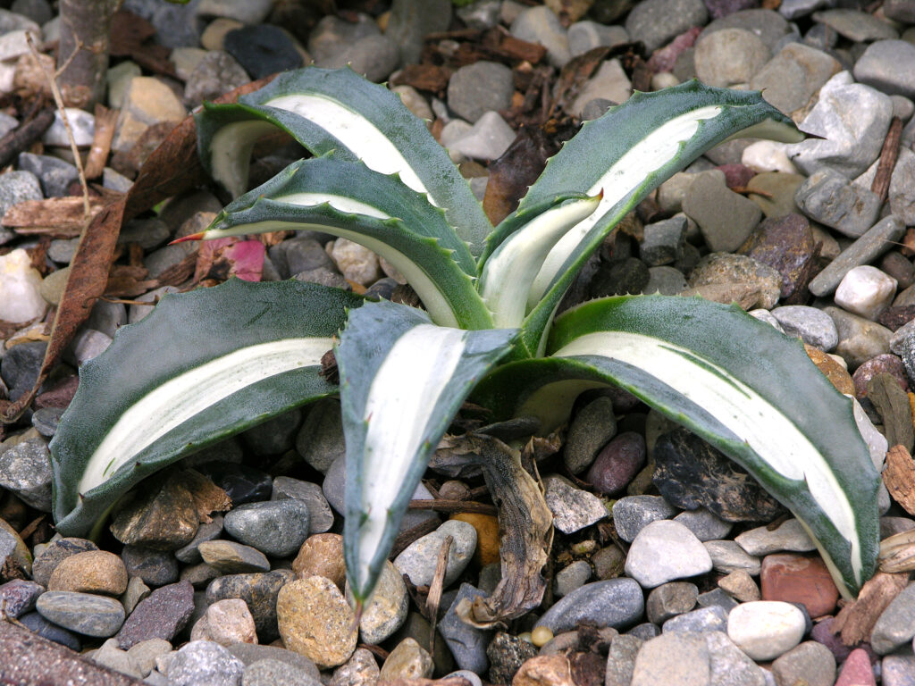 Agave americana