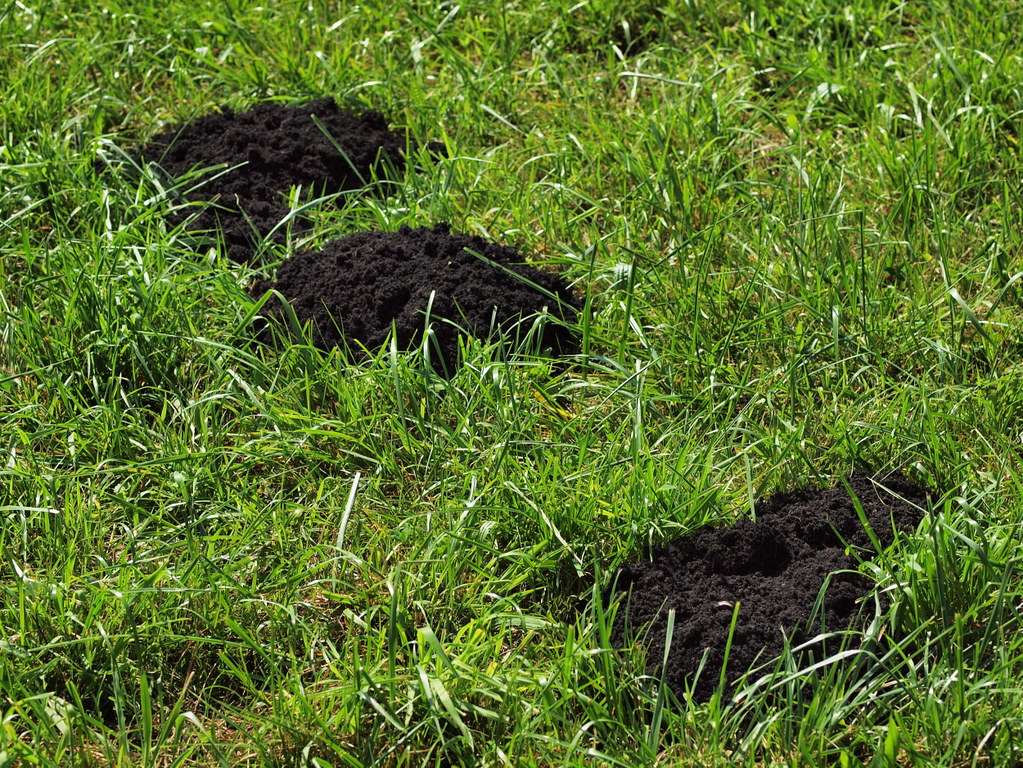 How to Grow and Thrive in Peaty Soil: Tips and Plant Picks for Northern and Pacific Northwest Gardens