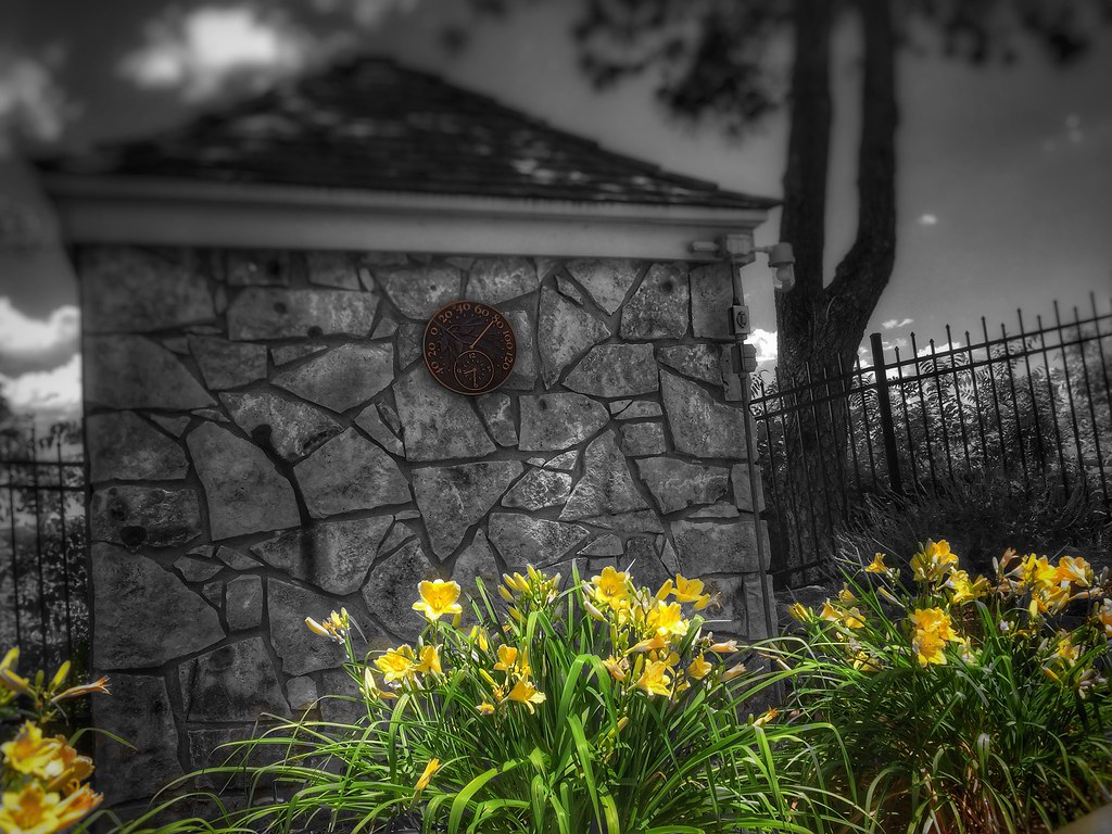 Multiply Your Blooms: The Expert Guide to Dividing Daylilies for a Vibrant Garden