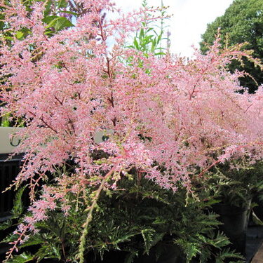 Astilbe 'Sprite'
