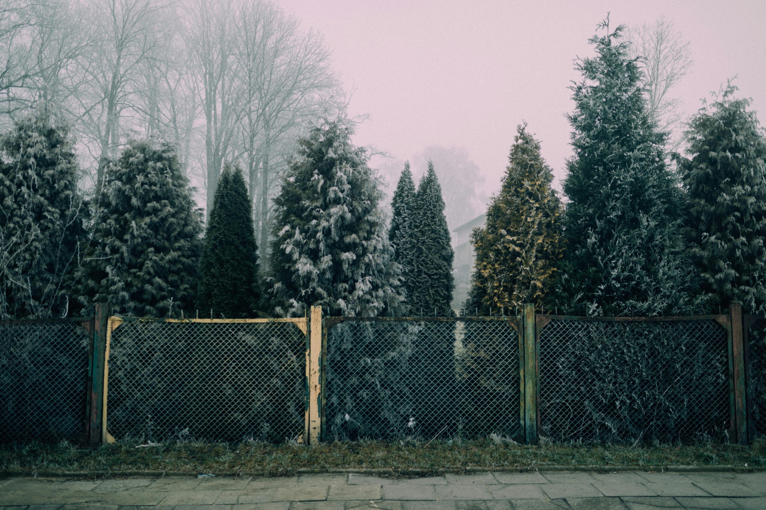 The Best Trees to Plant for Privacy in Your Backyard