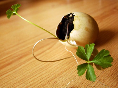 Using Eggshells in the Garden: A Complete Guide