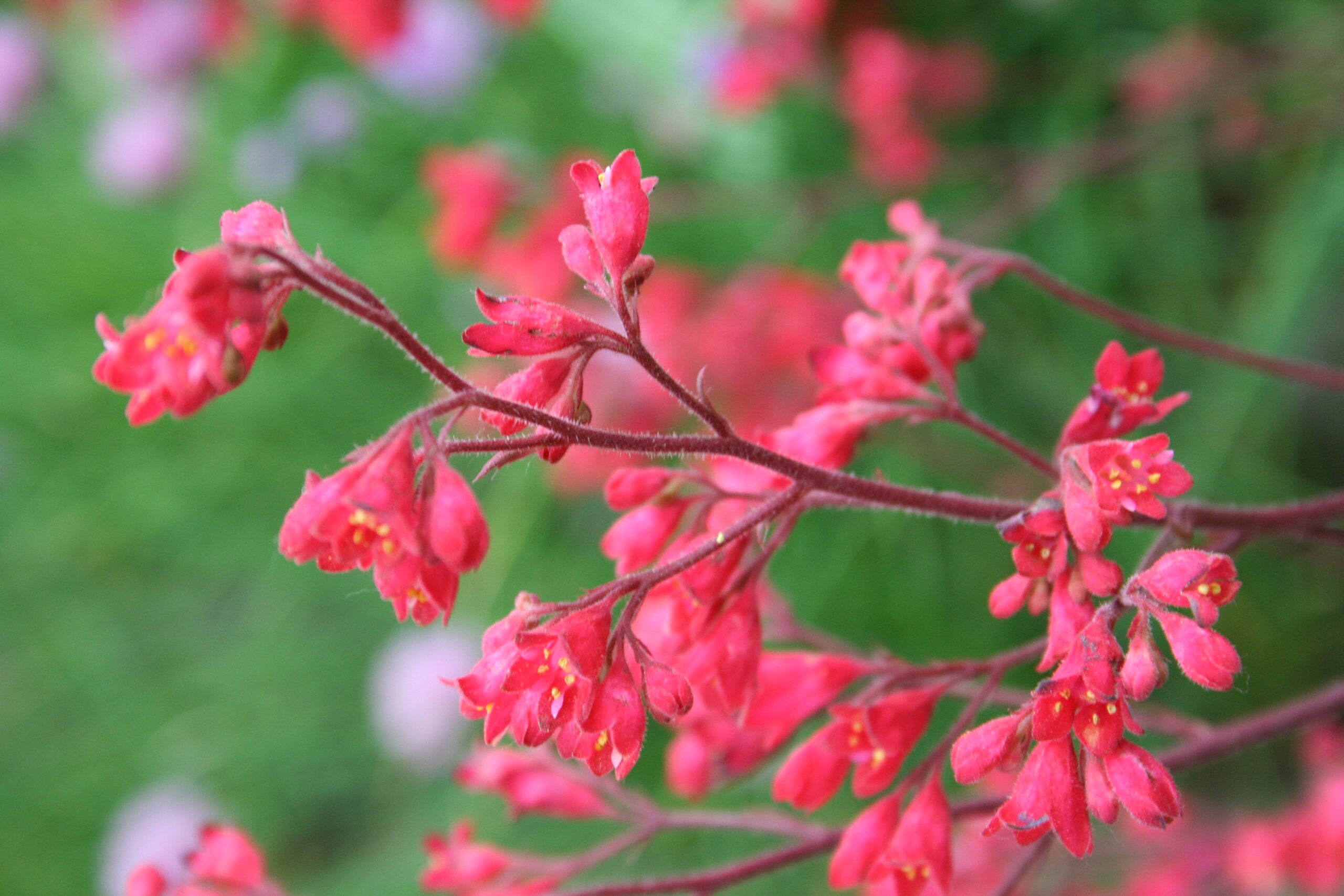 Divide and Conquer: The Essential Guide to Splitting Heuchera Plants for Year-Round Color