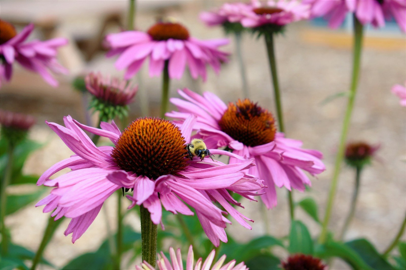 Divide and Bloom: The Expert Guide to Splitting Coneflower Plants for a Resilient Garden