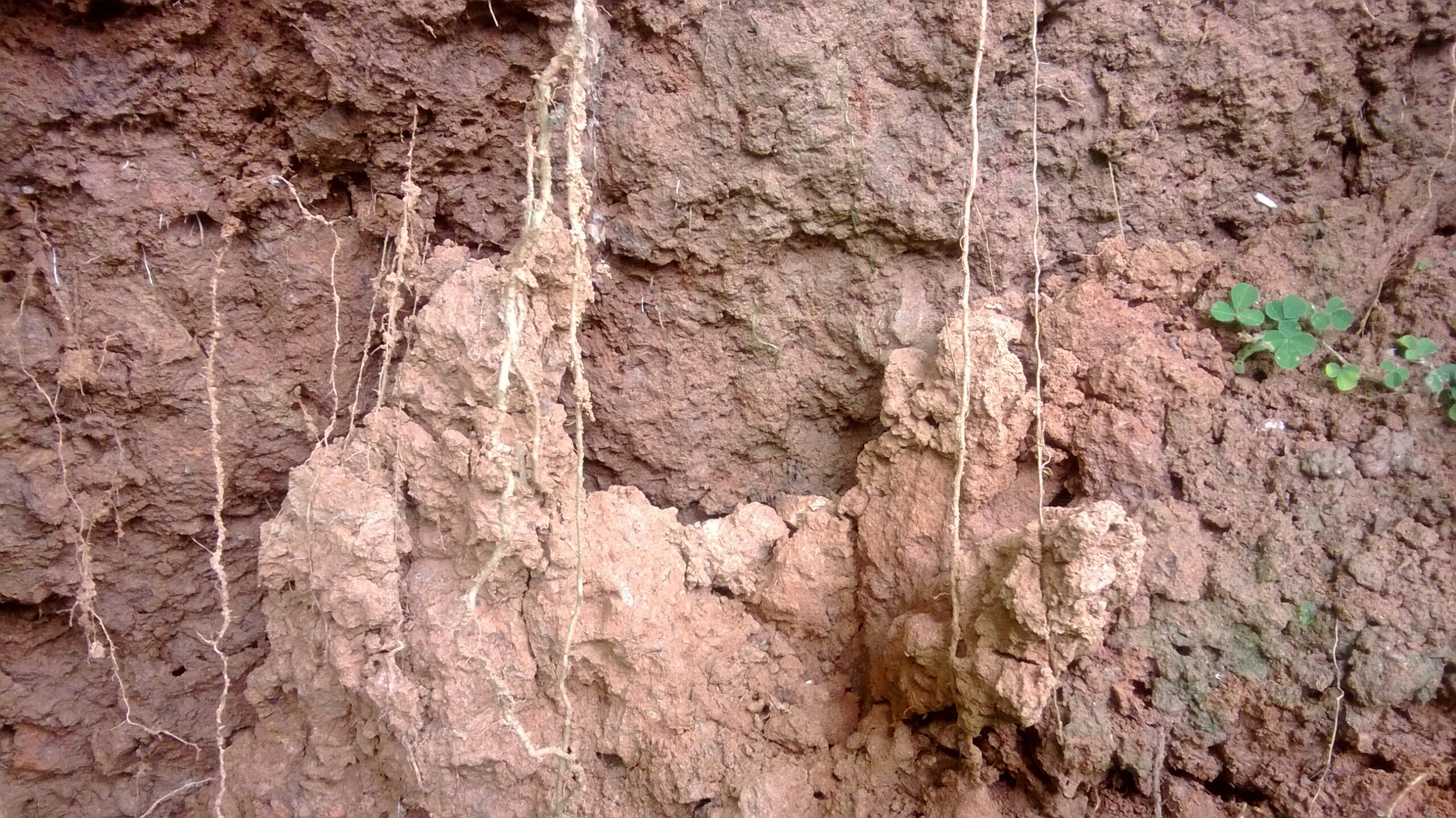 Mastering Clay Soil: A Gardener’s Ultimate Guide to Thriving in Tough Conditions