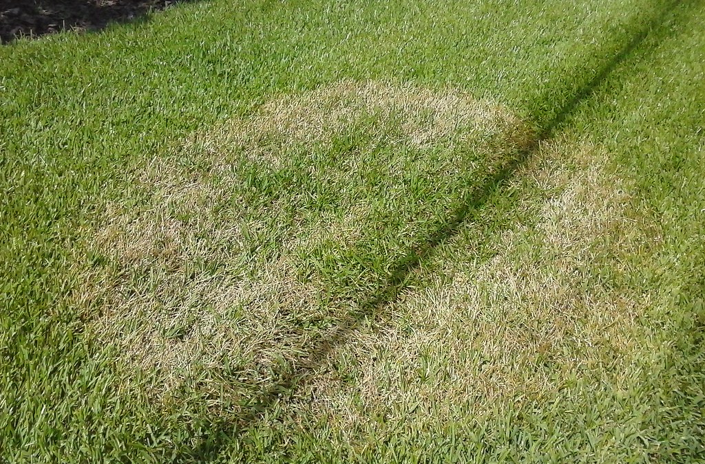 Say Goodbye to Lawn Trouble: Expert Tips for Treating Common Grass Diseases