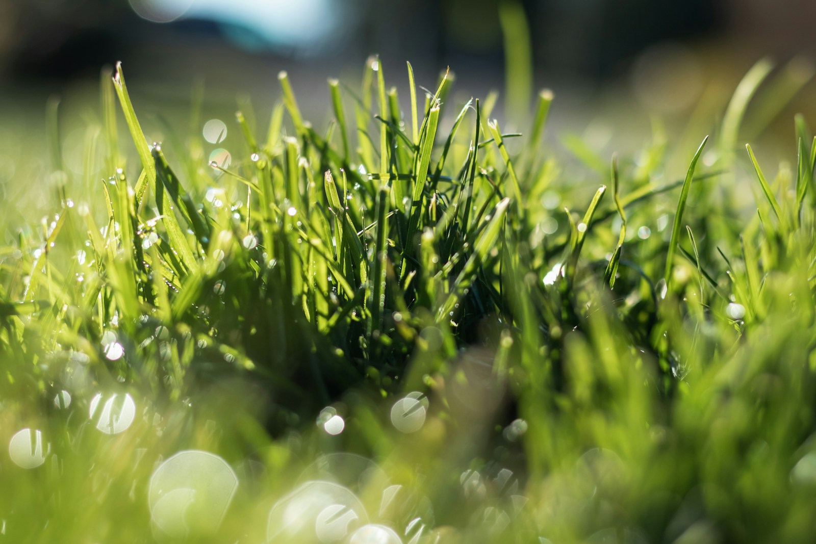 Diammonium Phosphate (DAP) for Lawns: The Ultimate Homeowner’s Guide to a Lush, Green Yard
